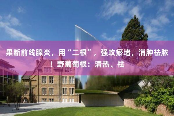 果断前线腺炎,用“二根”,强攻瘀堵,消肿祛脓!野葡萄根:清热、祛