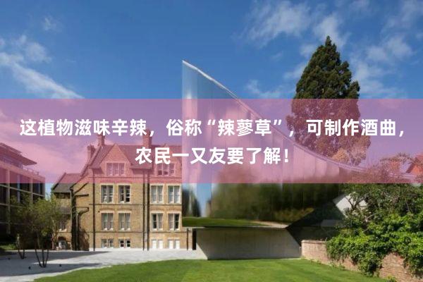 这植物滋味辛辣，俗称“辣蓼草”，可制作酒曲，农民一又友要了解！
