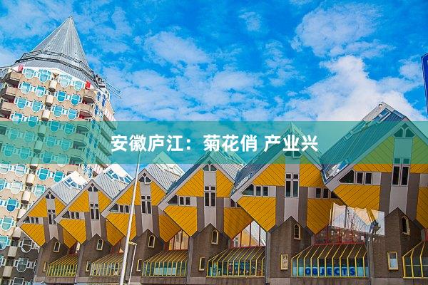 安徽庐江：菊花俏 产业兴